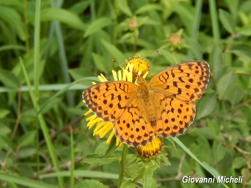 Parco del Ticino 13.6.15